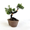 Juniperus Procumbens Nana - 294895