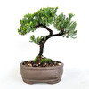 Juniperus Procumbens Nana - 294896