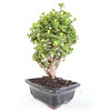 Cork Bark Jade Portulacaria afra 'Frank' - 294804