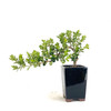 Japanese Boxwood Cascade (Buxus microphylla var. Japonica) - 294820