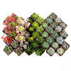 Succulent Color Assortment 2"- Set of 12