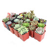 Succulent Color Assortment 2"- Set of 24