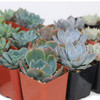 Succulent Color Assortment 2"- Set of 48