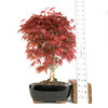Japanese Dwarf Maple (Acer palmatum 'Shindeshojo') - 294827