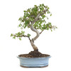 Chinese Elm (Ulmus parvifolia) - 294830