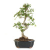 Chinese Elm (Ulmus parvifolia) - 294831