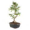 Chinese Elm (Ulmus parvifolia) - 294831