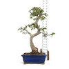 Chinese Elm (Ulmus parvifolia) - 294832