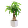 Braided Money Tree - White Vase