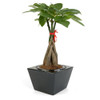 Braided Money Tree in Self-Watering Planter - Black Square