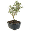 Shohin Serissa Japonica - Pink