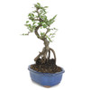 Chinese Elm Bonsai - Exposed Roots