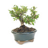 Artist Curated Shohin Cotoneaster - 294842
