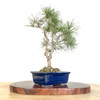 Artist Curated Scots Pine - 294844