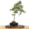Artist Curated Bunjin Chinese Elm - 294847