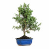 Foemina Juniper Bonsai