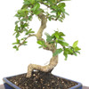 Artist Curated Fukien Tea Tree - 294856