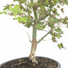 Artist Curated Dwarf Japanese Green Maple - 294858