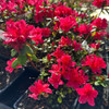 Kurume Azalea - Hino Crimson