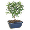Miniature Chinese Pepper Tree Bonsai