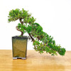 Artist Curated Juniper  - 470006