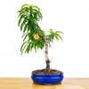 Artist Curated Dwarf Peach - 470022