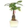 5.5" Self-Watering Planter - Beige Square