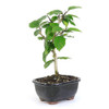 Miniature Hibiscus Bonsai