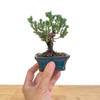 Artist Curated Mame Juniper - 470071