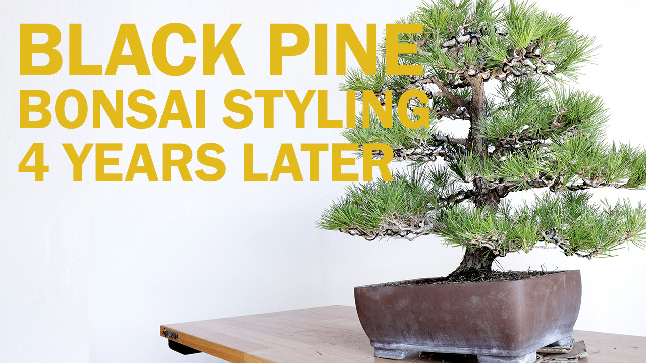 Black Pine Bonsai Styling Timelapse – Four Years Later