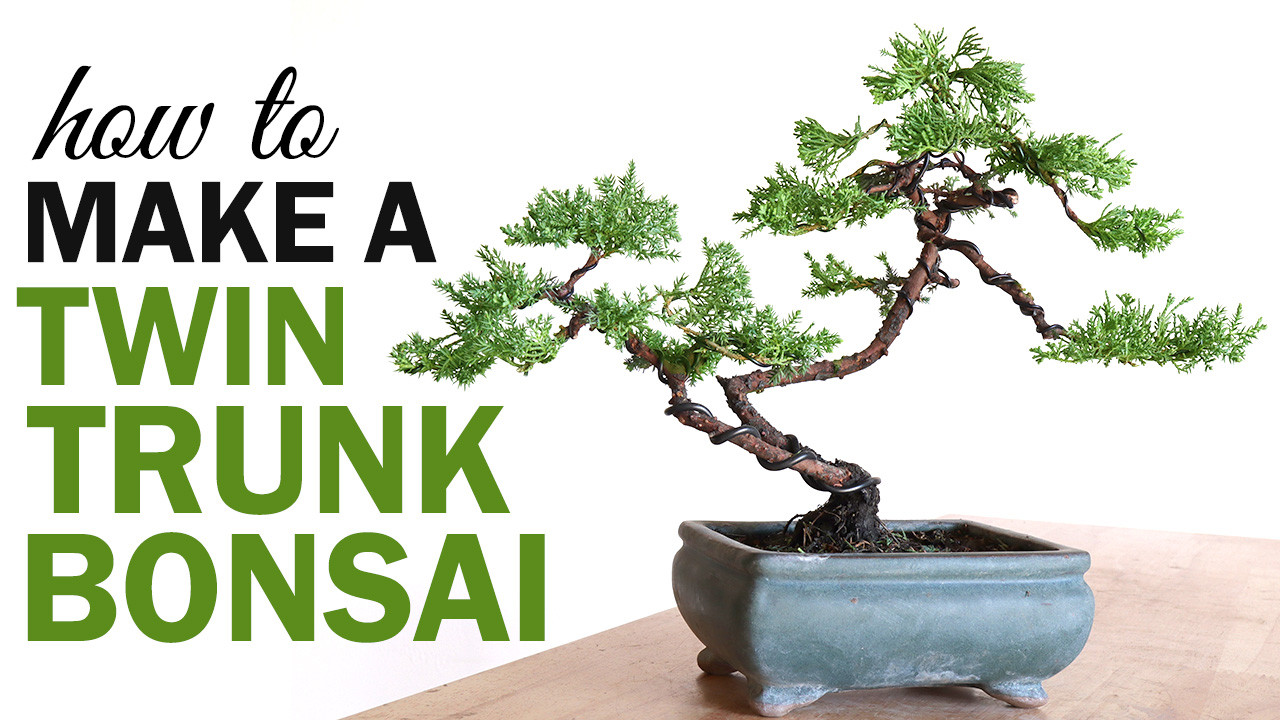 How to Make a Twin Trunk Bonsai Tree for Beginners