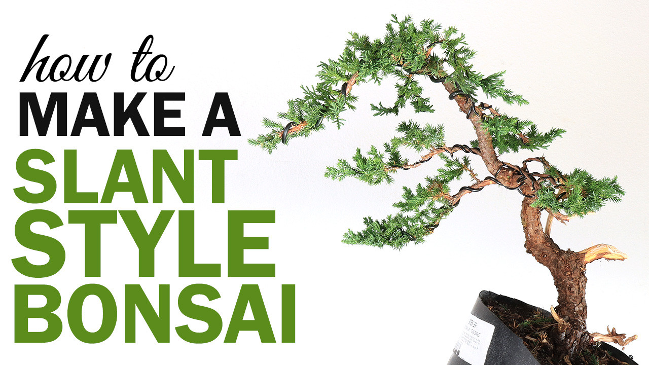 How to Make a Slant Style Bonsai