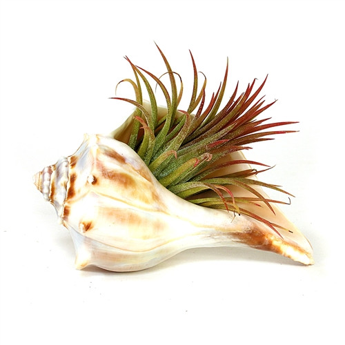 Atlantic Knobbed Whelk Sea Shell