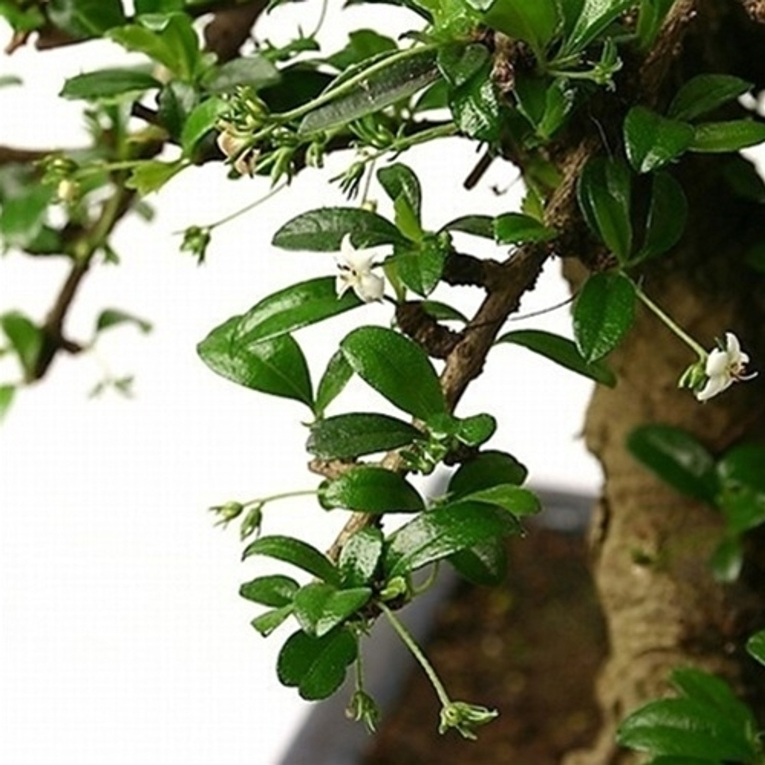 ★送料・関税込★LMC★BONSAI TEE★ Shohin size Fukien Tea – My O My Bonsai