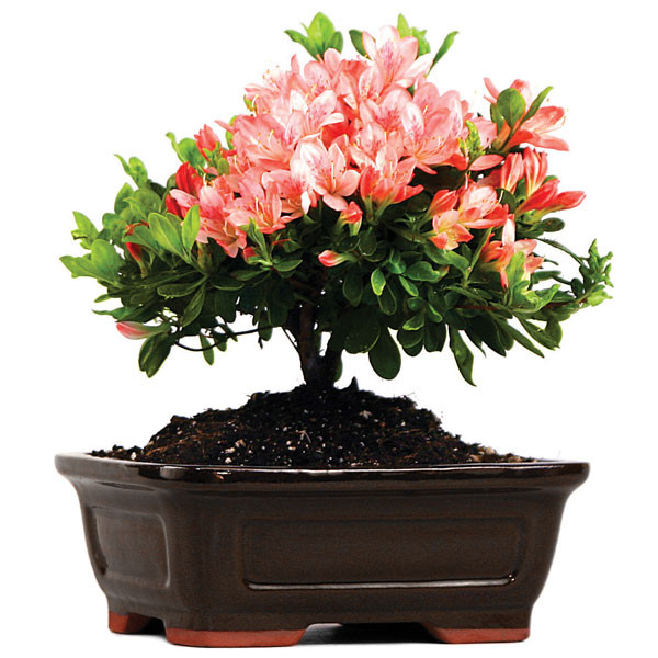 grow buddha bonsai food Bonsai Food Fertiliser