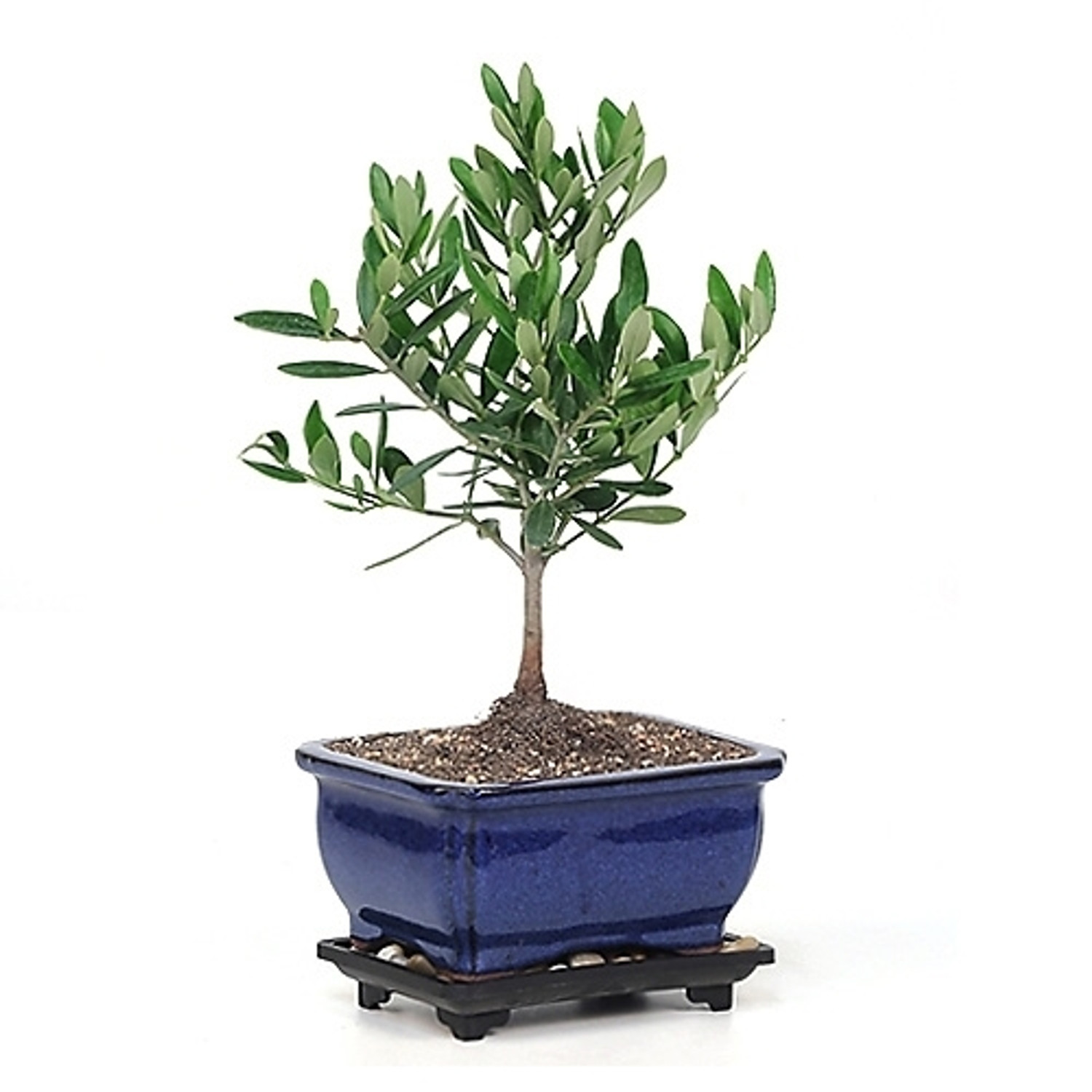 オリーブ盆栽　Olive Bonsai Dwarf Old Olive Bonsai Tree I Bonsai Outlet | WEB4137