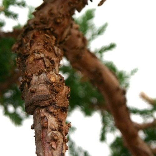 Medium Rock Juniper1