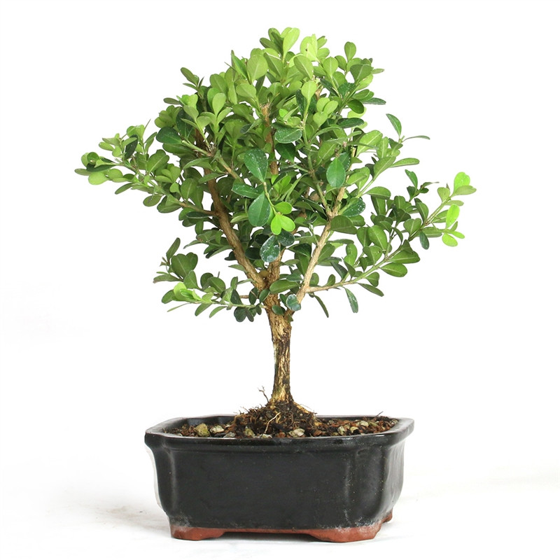 Bonsai - Miniature Boxwood Tree from EasternLeaf.com; Boxwood Bonsai trees  have dense growing habits and a rough bark. This Bonsai Tree needs minimal  sunlight, perfect for an indoor environment. The Boxwood Bonsai