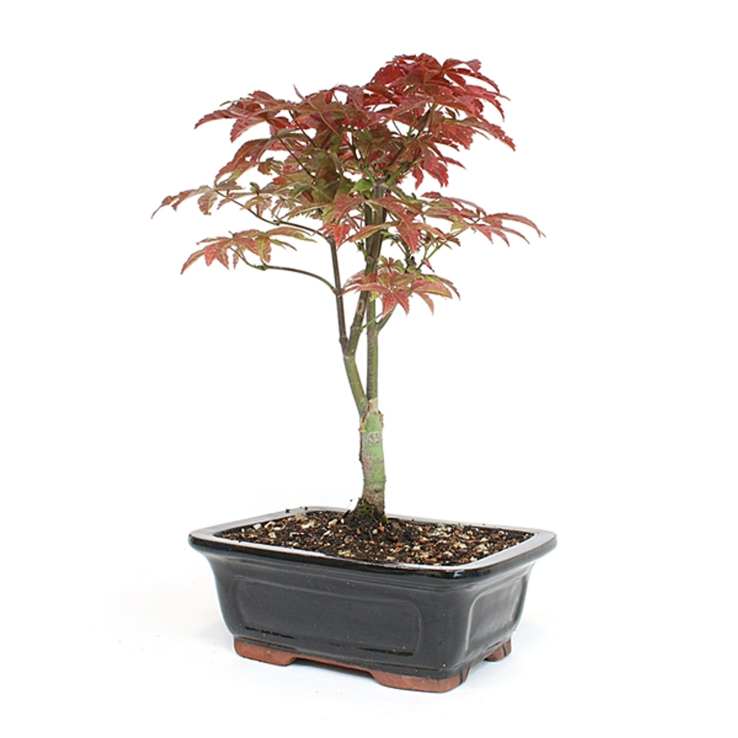 Dwarf Japanese Red Maple Bonsai