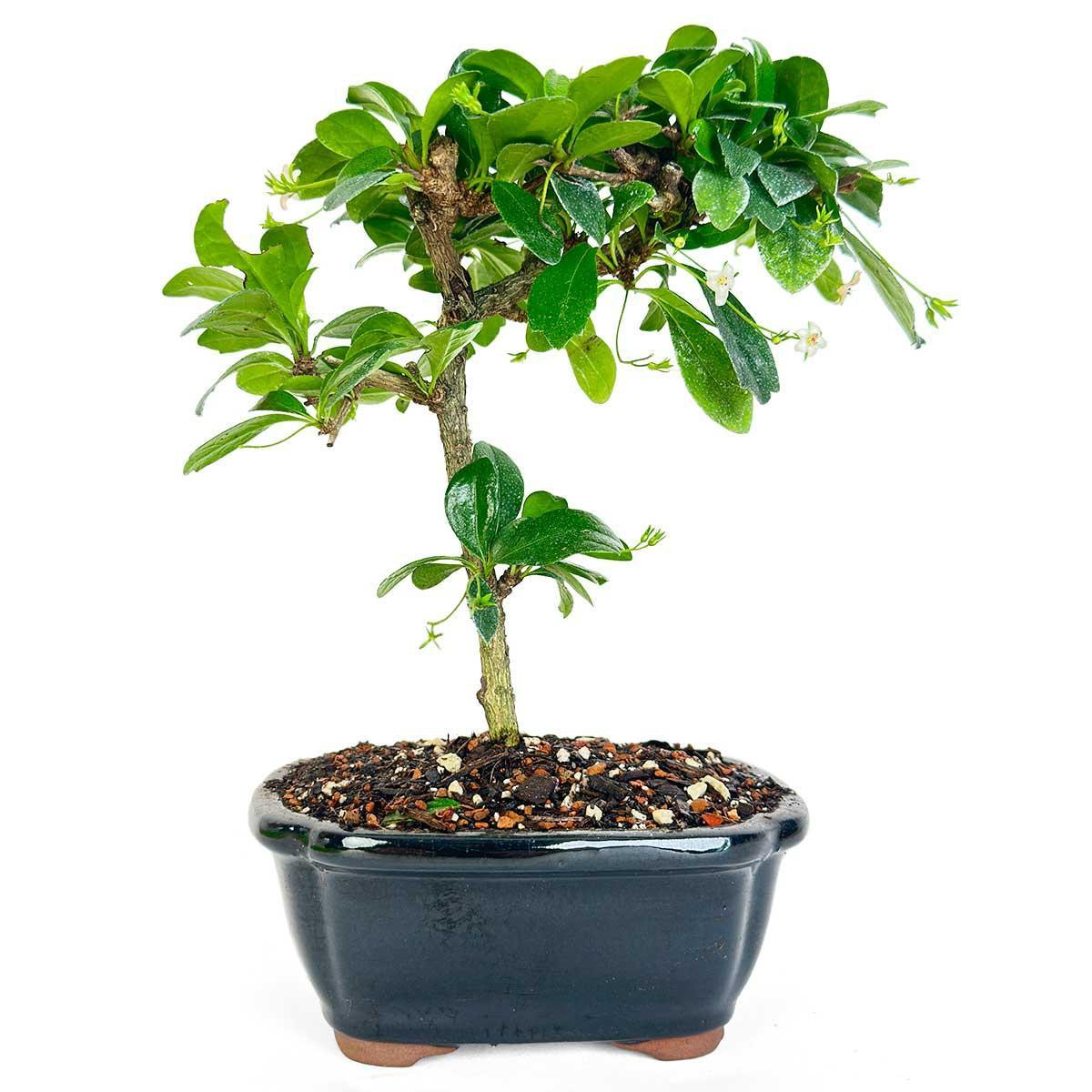 Bonsai - Fujian Tea Bonsai Tree from EasternLeaf.com <!-- Bonsai -->