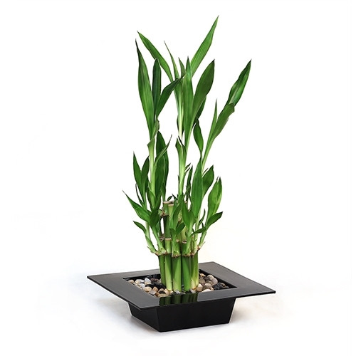 Lucky Bamboo Arrangement - Tiered Bamboo <!-- Lucky Bamboo -->