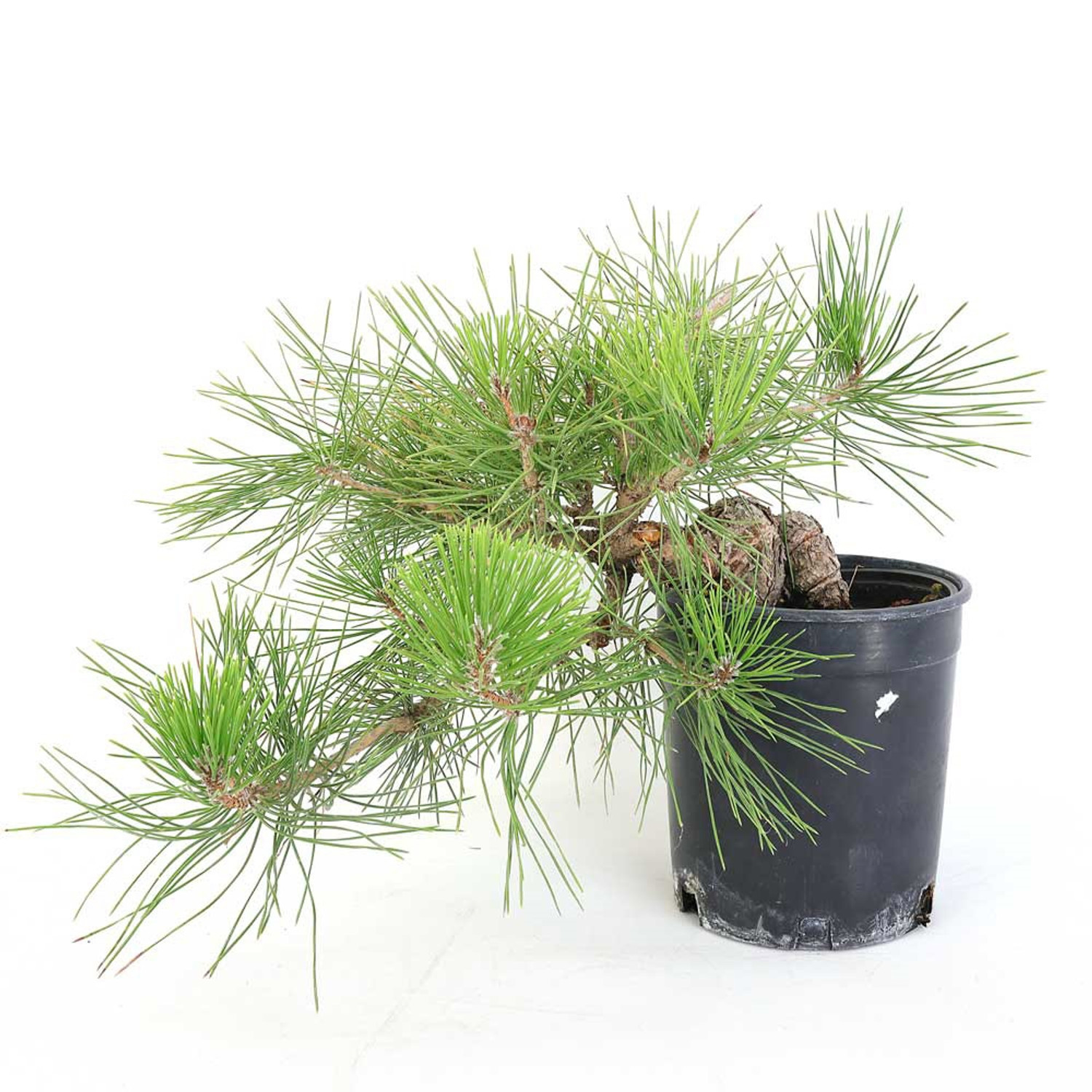 Ready to Style Japanese Black Pine - 80108