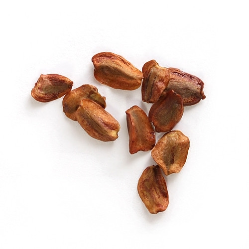 Coast Redwood Tree Seeds Shop Discounted