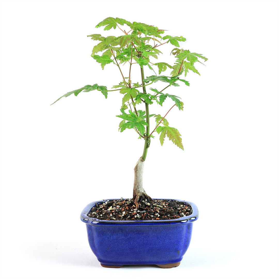 house plant pots Popular Houseplant 12-pack: Easy Plant Variety Pack  Cute & Unique Plants