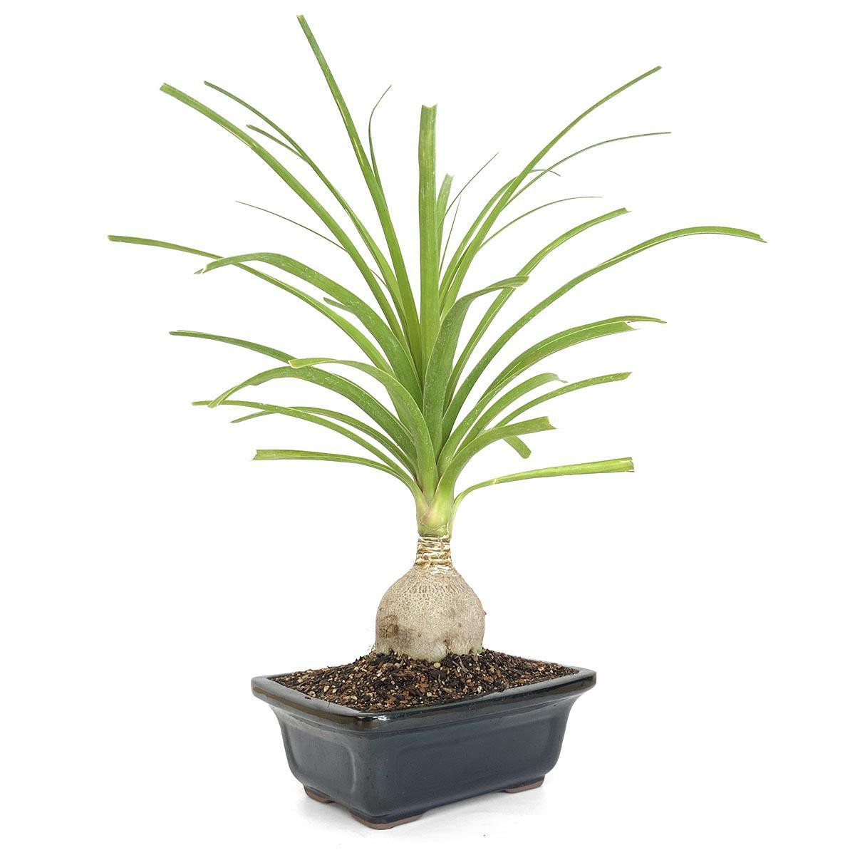 Ponytail Palm Bonsai