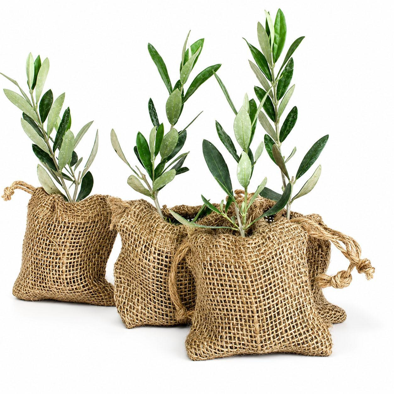 Olive Tree Plant Favor - Burlap Pouch