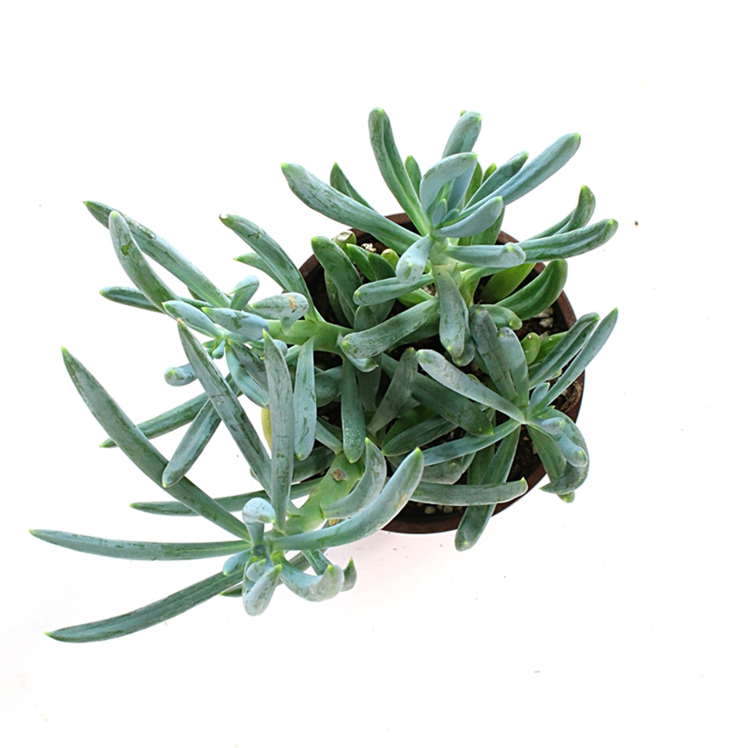 Shop 'Blue Chalk Sticks - Senecio mandraliscae' Care and Info