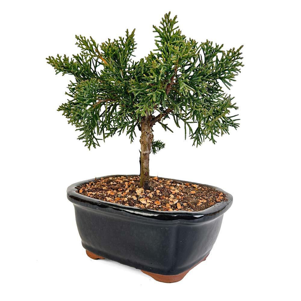 Miniature Shimpaku Juniper