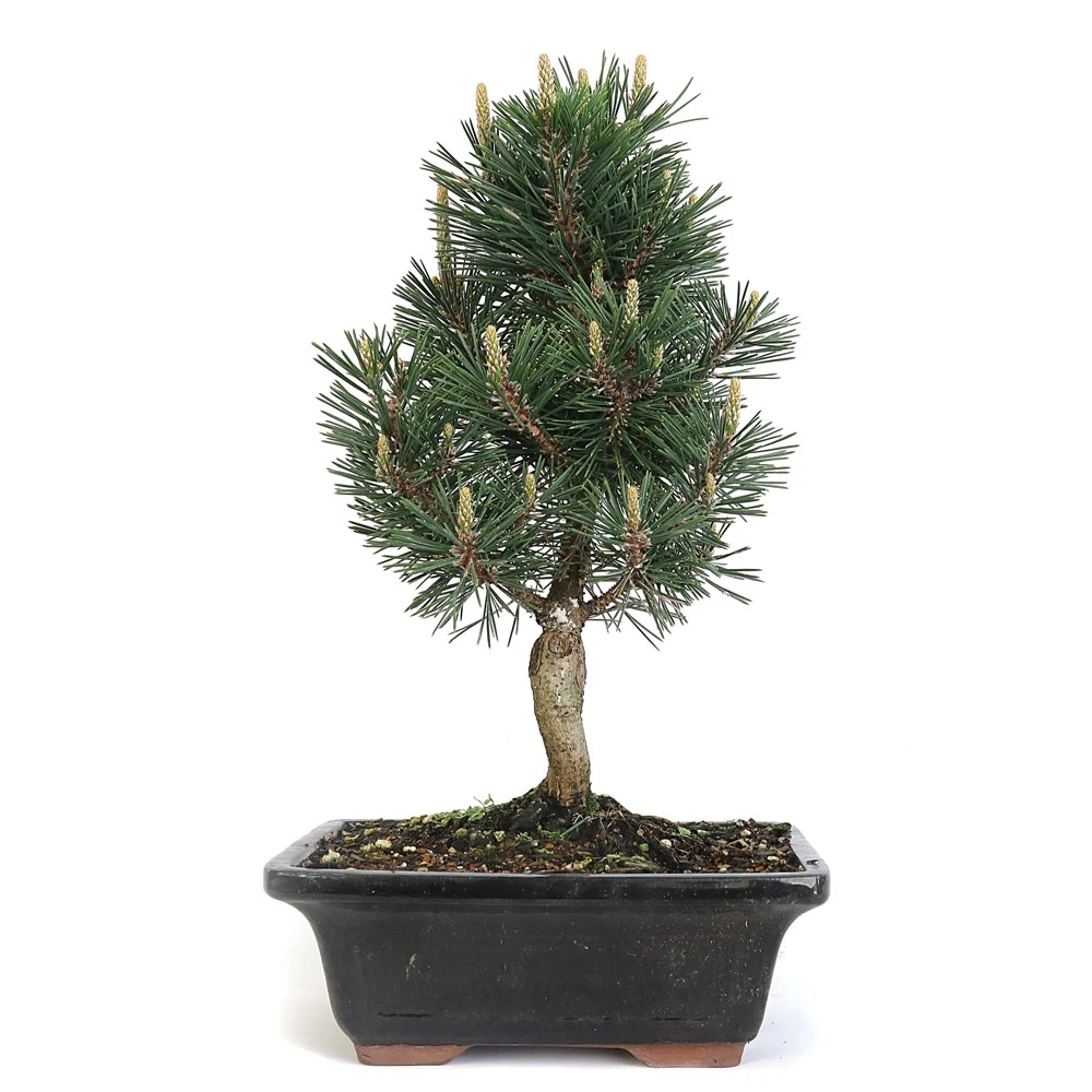 Large Japanese Black Pine Bonsai