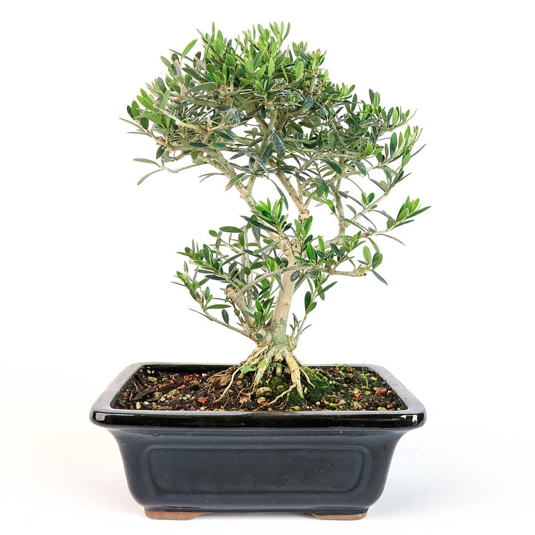 Little Leaf Olive Bonsai